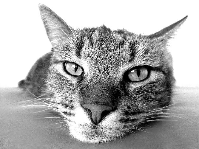 10 фактов о кошках, которые вы должны знать